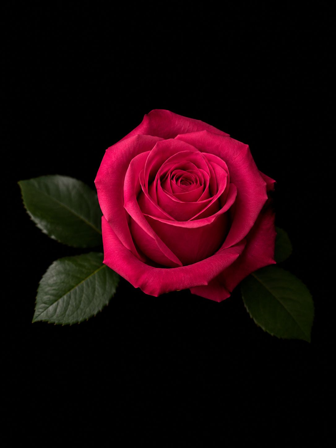 Rosa Lola