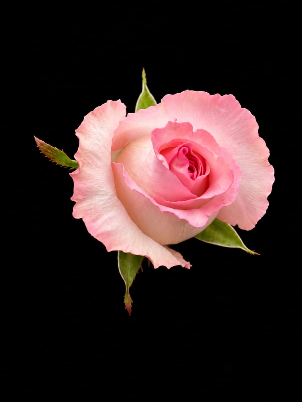 Rosa Mándala