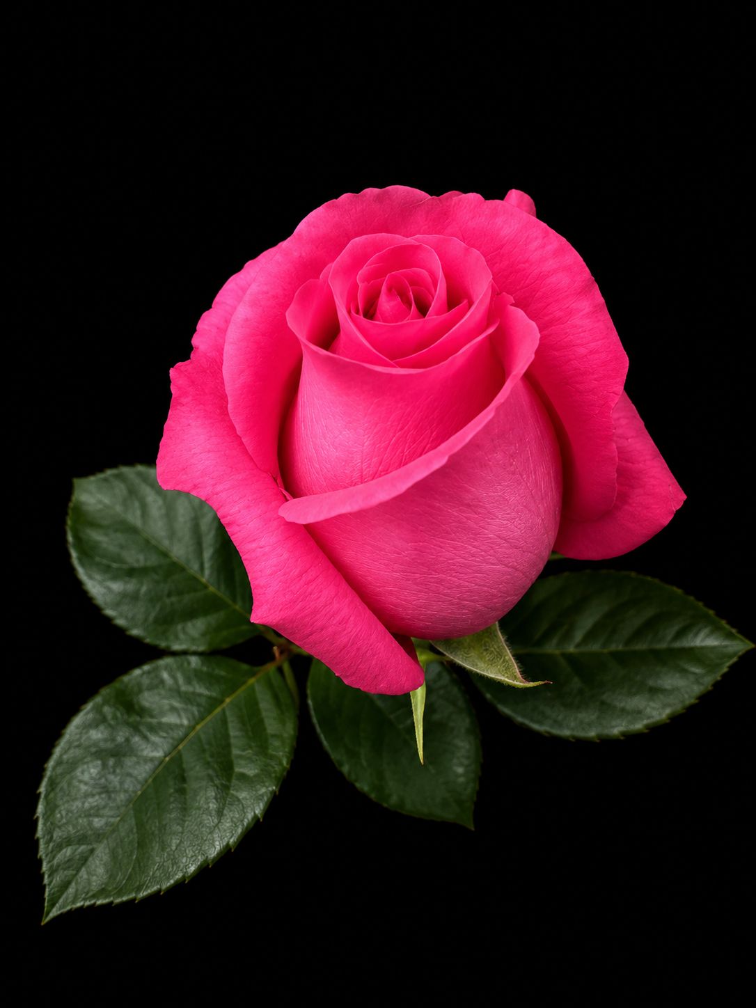 Rosa Pink Floyd